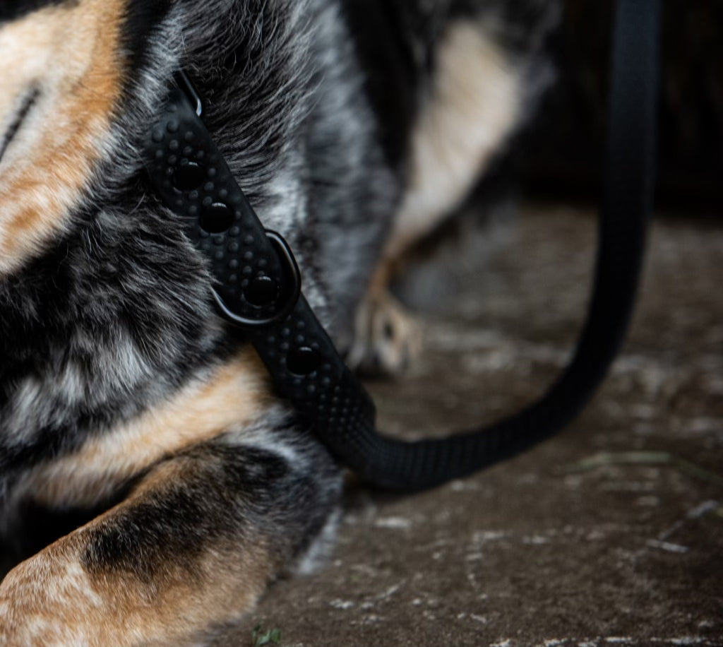 ACE PRO4MANCE  Com4rt Grip Dog Leash – ACE Equestrian